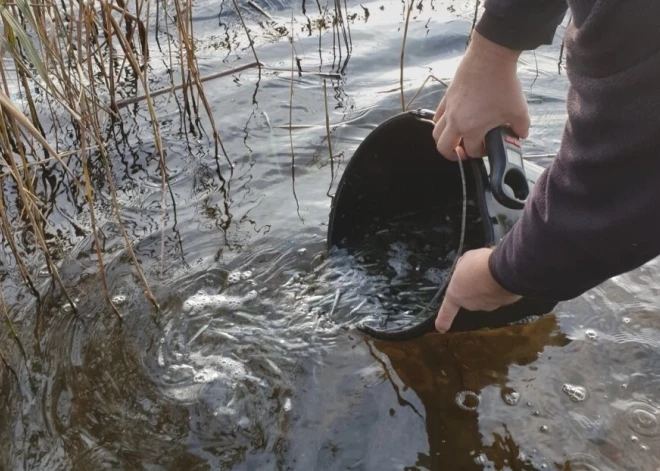 Lielupē ielaisti 35 tūkstoši zandartu mazuļi