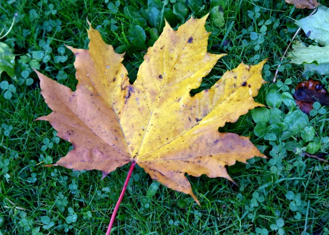 Небольшие дожди и туман: синоптики о погоде в Латвии на четверг