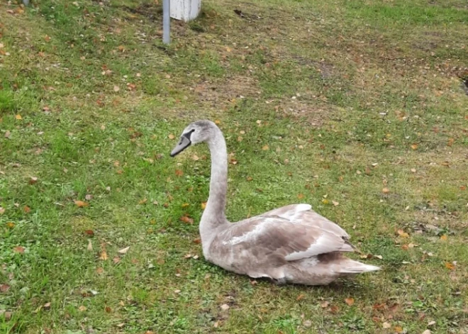 Gulbenes centrā ļaudis pārsteidz vēl nepieaudzis gulbis