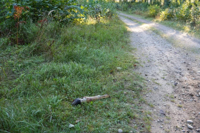 Kuldīgas Krauļu priedēs kāds izmetis noģērētu vai nomedītu dzīvnieku pārpalikumus: ādas, kaulus un spalvas.