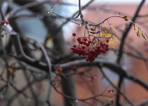 Naktī Latviju no rietumiem sasniegs lietus mākoņi.