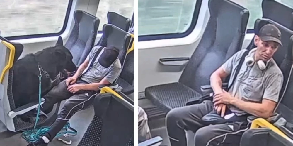 VIvi просят жителей помочь установить личность владельца собаки.