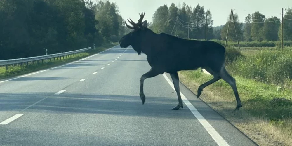 Alņi 2025. gadā bijuši otrie visbiežāk notriektie dzīvnieki uz Latvijas autoceļiem.