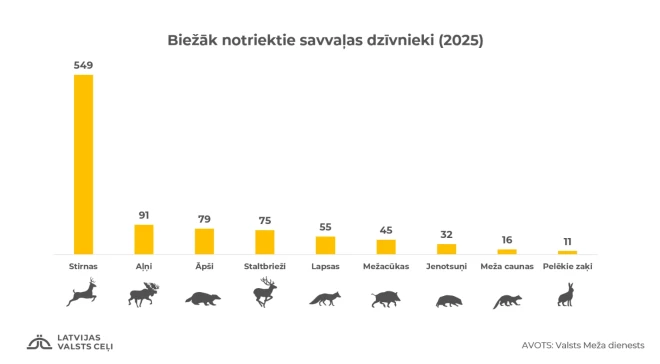 Uz Latvijas autoceļiem visbiežāk notriektie dzīvnieki.