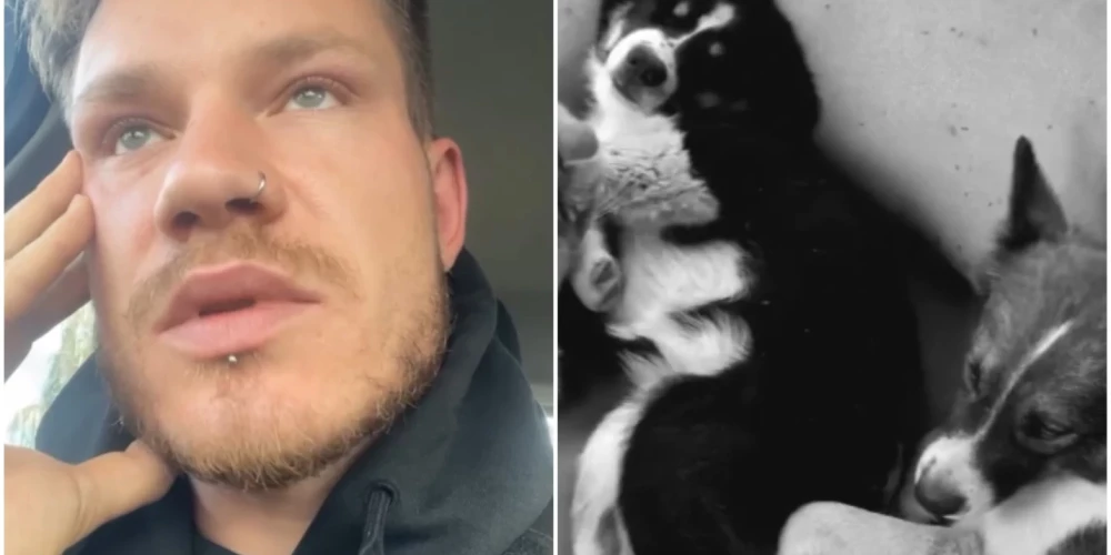 Модрис опустошен потерей своих любимцев.