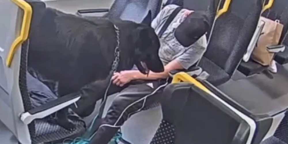 "Vivi" aicina atpazīt suņa saimnieku, kura dzīvnieks uzbruka konduktorei.