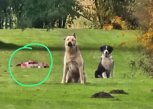 Suņi sargāja saplosītu stirnu, uzbruka mājas saimniekam un policistam.