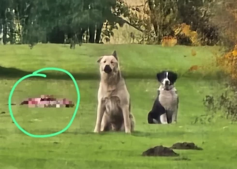 Suņi sargāja saplosītu stirnu, uzbruka mājas saimniekam un policistam. (ekrānuzņēmums no Dzīvnieku Glābšanas dienesta "Facebook")
