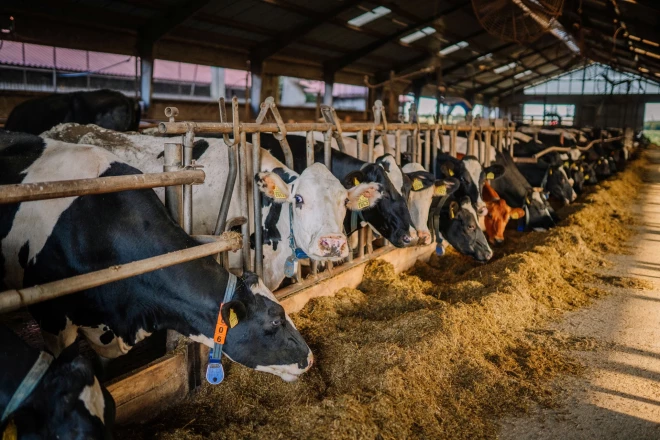 Latgalē vairāk attīstās piena lopkopība, tostarp, tieši bioloģiskā lauksaimniecība.
