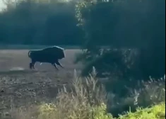ВИДЕО: редкий гость из Литвы - в Краславском крае был замечен зубр