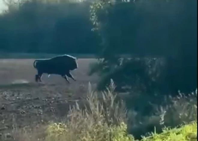 ВИДЕО: редкий гость из Литвы - в Краславском крае был замечен зубр