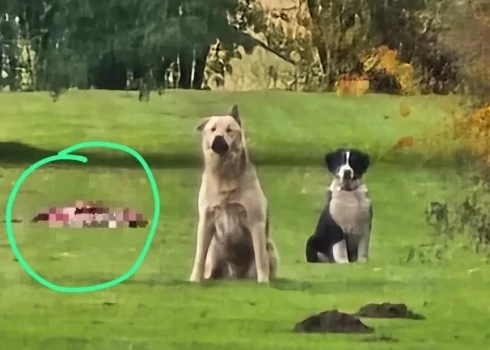 Tiek apgalvots, ka suņi sargāja saplosītu stirnu, uzbruka mājas saimniekam un policistam (ekrānuzņēmums no Dzīvnieku glābšanas dienests / Facebook)