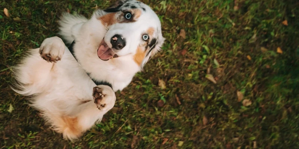Здесь можно лаять и бегать сколько угодно!
