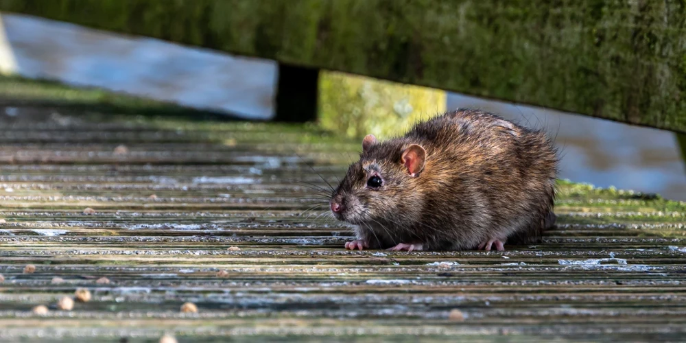Lielākā daļa pacientu ziņojuši par iespējamu kontaktu ar grauzējiem vai vidi, kas varētu būt piesārņota ar to izdalījumiem, piemēram, strādājot piemājas dārzos.