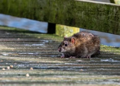 Latvijā ievērojami pieaudzis "žurku slimības" gadījumu skaits - viens cilvēks gājis bojā