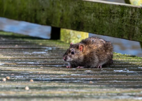 Лептоспироз передается от различных животных, особенно от грызунов.