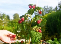 Gardās rudens avenes - triki, lai raža būtu pat četrreiz lielāka