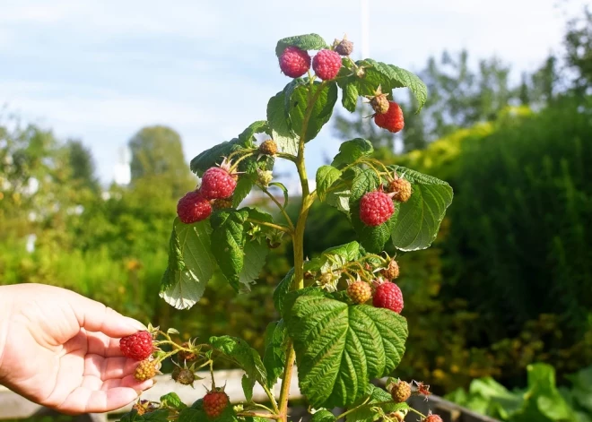 Gardās rudens avenes - triki, lai raža būtu pat četrreiz lielāka