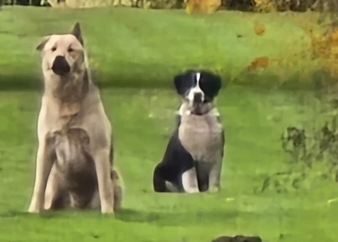 Suņi ieklīda svešā pagalmā, kur sargāja nokostās stirnas atliekas un uzbruka cilvēkiem, norāda dienests.