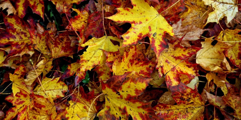 Trešdiena būs pārsvarā mākoņaina.