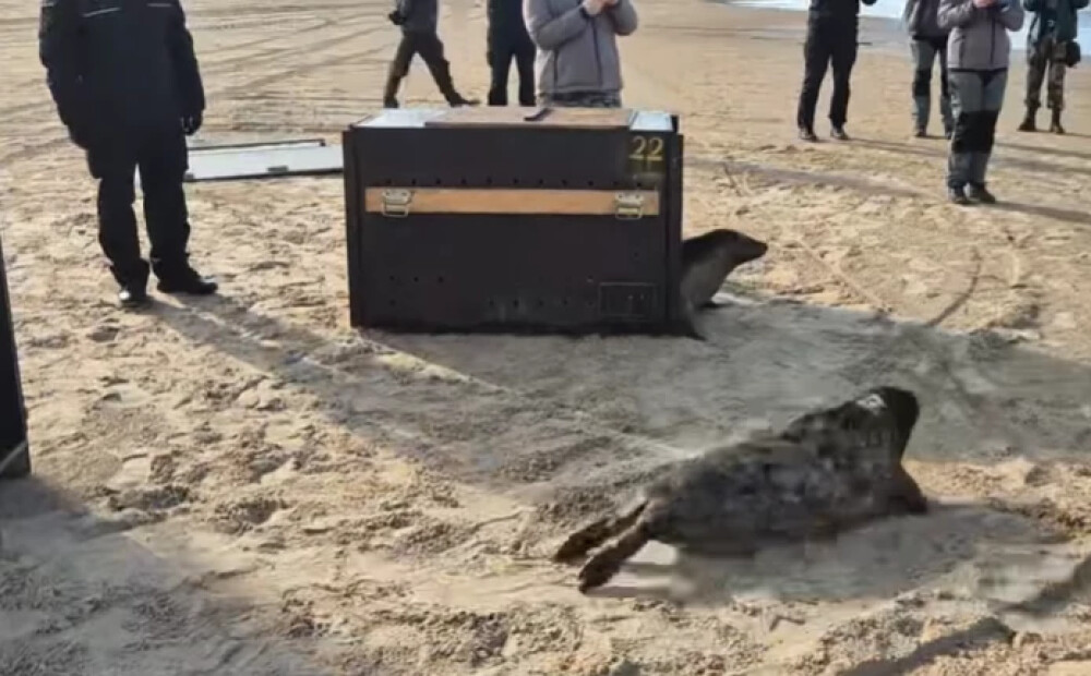 Atkal brīvībā! Pašvaldības policija un Rīgas zoodārzs izlaiž jūrā ronēnus, kuri vienīgie izdzīvoja no pavasarī atrasto ievaino mazuļu skaita