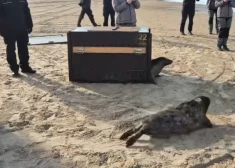 Atkal brīvībā! Pašvaldības policija un Rīgas zoodārzs izlaiž jūrā ronēnus, kuri vienīgie izdzīvoja no pavasarī atrasto ievaino mazuļu skaita