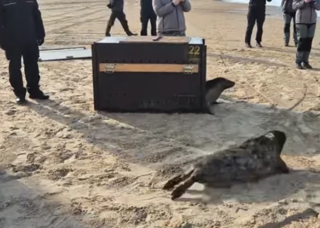Atkal brīvībā! Pašvaldības policija un Rīgas zoodārzs izlaiž jūrā ronēnus, kuri vienīgie izdzīvoja no pavasarī atrasto ievaino mazuļu skaita