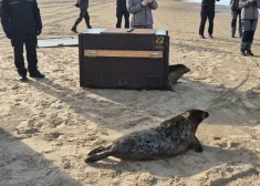 Снова на свободе! Полиция самоуправления и Рижский зоопарк выпустили в море вылеченных тюленят