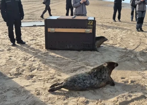 Тюленей выпускают в море на пляже Вецаки.