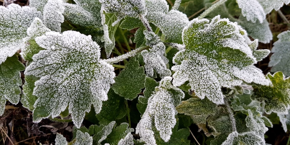 Nedēļas nogalē gaisa temperatūra naktīs lielā valsts daļā pazemināsies līdz 0..-3 grādiem.