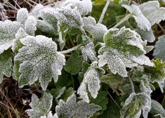 Nedēļas nogalē gaisa temperatūra var noslīdēt līdz -3 grādiem