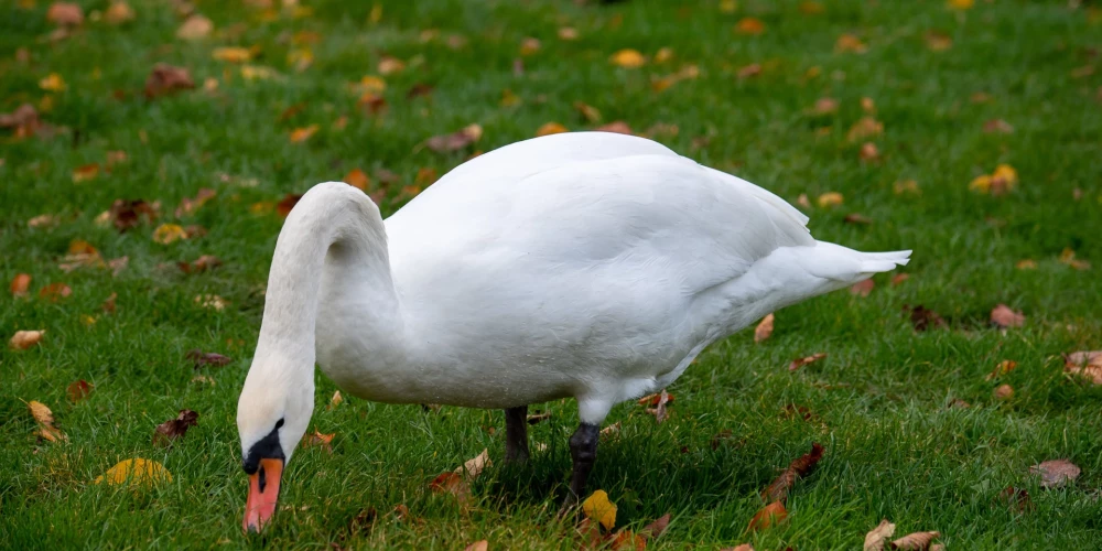 Pārtikas un veterinārais dienests (PVD) atgādina, ka gājputnu migrācijas laikā putnu gripas riski ir īpaši augsti, tādēļ mājputnu turētājiem stingri jāievēro biodrošības prasības.