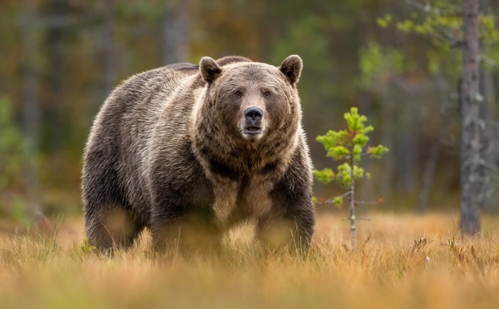 Japānā pieaug lāču uzbrukumu skaits – lielākais upuru skaits pēdējo 20 gadu laikā