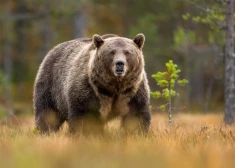 Japānā pieaug lāču uzbrukumu skaits – lielākais upuru skaits pēdējo 20 gadu laikā