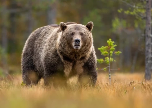 Japānā kopš aprīļa lāču uzbrukumos nogalināti septiņi cilvēki.
