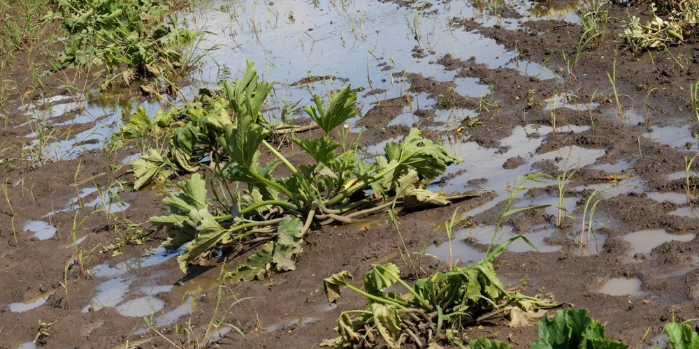 Ilgstošu lietavu dēļ applūduši lauki, kā rezultātā sējumi ir bojāti vai sapuvuši Dobeles novadā.