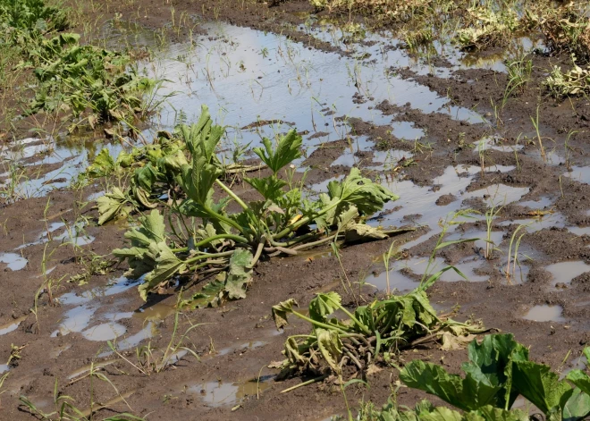 Посчитали - прослезились: заморозки и дожди нанесли рекордный ущерб урожаю в Латвии