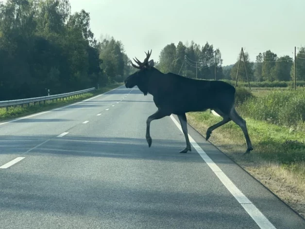 Ināra uz autoceļa pamanījusi alni.