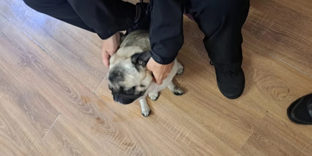 В Адажи полиция приютила заблудившегося пса — и он растопил все сердца.