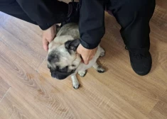 В Адажи "задержали" пушистого гостя: полицейские были очарованы потерявшимся мопсом