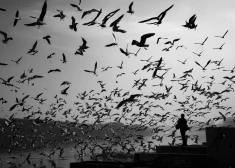 Pārmaiņas var novest pie daudzu putnu sugu izmiršanas.