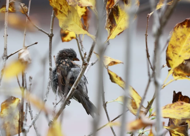 Naktī ziemeļaustrumu novados gaisa temperatūra pazemināsies līdz -2 grādiem