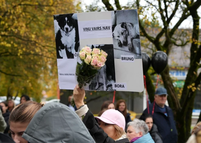 Valsts policija: izmeklēšana par trīs suņu nošaušanu Bauskā turpinās, mainīta atbildīgā struktūrvienība