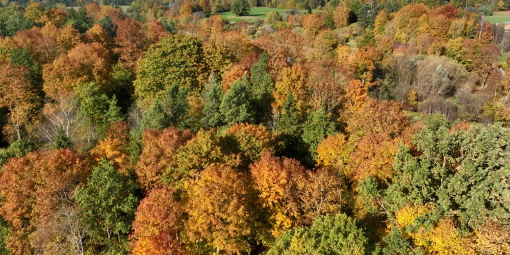 Nākamās nedēļas vidū Latvijā kļūs siltāks, prognozē Latvijas Vides, ģeoloģijas un meteoroloģijas centra sinoptiķi.