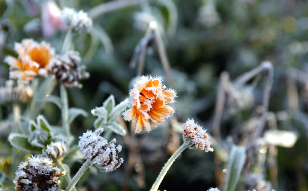 Naktī uz svētdienu Zosēnos gaisa temperatūra pazeminājusies līdz -5,7 grādiem