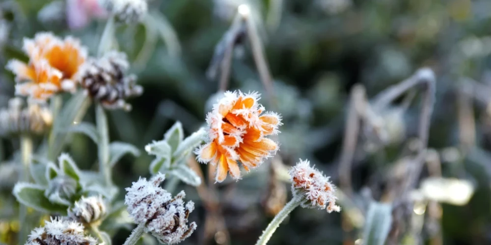 Во многих районах Латгале столбик термометра опустился до -5...-7 градусов.