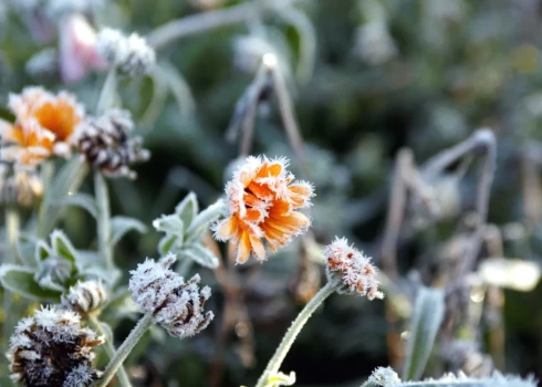 Во многих районах Латгале столбик термометра опустился до -5...-7 градусов.