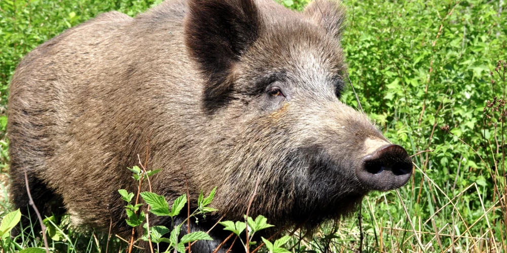 Āfrikas cūku mēris pagājušajā nedēļā konstatēts 31 mežacūkai.