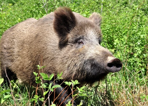 Āfrikas cūku mēris pagājušajā nedēļā konstatēts 31 mežacūkai.