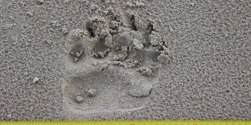 Slīteres Nacionālā parka pārstāvji norāda, ka pēdējās divās dienās parkā ir novērota brūnā lāča klātbūtne - viņa pēdu nospiedumi atrasti Vaidē un Sīkragā.